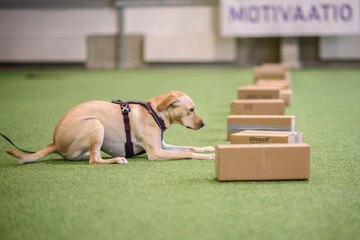 Nosework